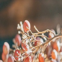 PTE怎么备考？