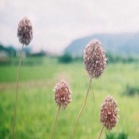 写作如何拿高分