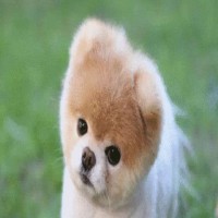 备考PTE中，需要背什么词汇吗？