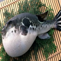 澳洲移民 | 5月EOI战报：189技术移民持续惨淡获邀，分还很高！叫人头秃