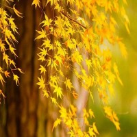 真香警告！不能移民就分手！留澳人士单身只为等待这一天...