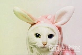 澳洲留学交通指南攻略，让你摆脱机场的迷茫