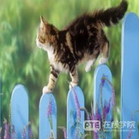 澳洲华人注意！中国移民局官宣，下个月，只要满足这个条件就能拿绿卡！双重国籍来啦！