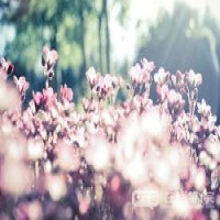 去澳洲买机票最省钱的方法你知道吗？