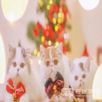 PTE二战10天提高12分！这份神仙备考方法一定得看看