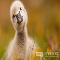 澳洲留学求职全攻略：我能打多少个小时的工？